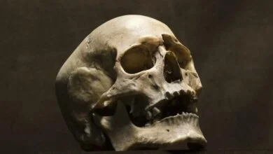 cráneo humano