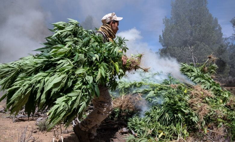 marihuana