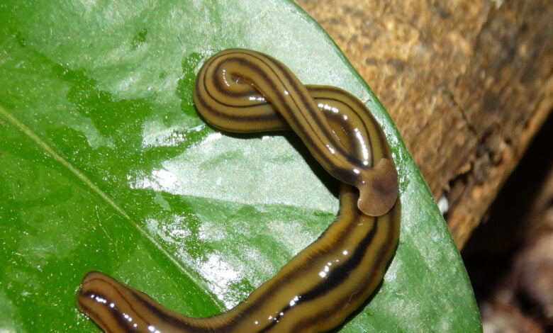 gusano