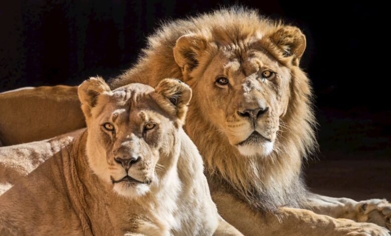 zoo