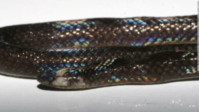 serpiente