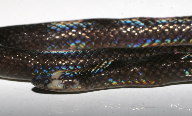 serpiente