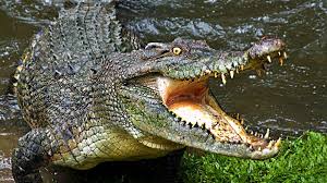 animal