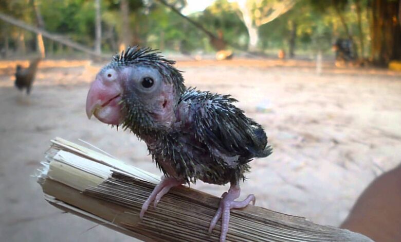 loro