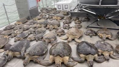 Intensa ola de frío congela a tortugas marinas rescatadas en Texas (Video)
