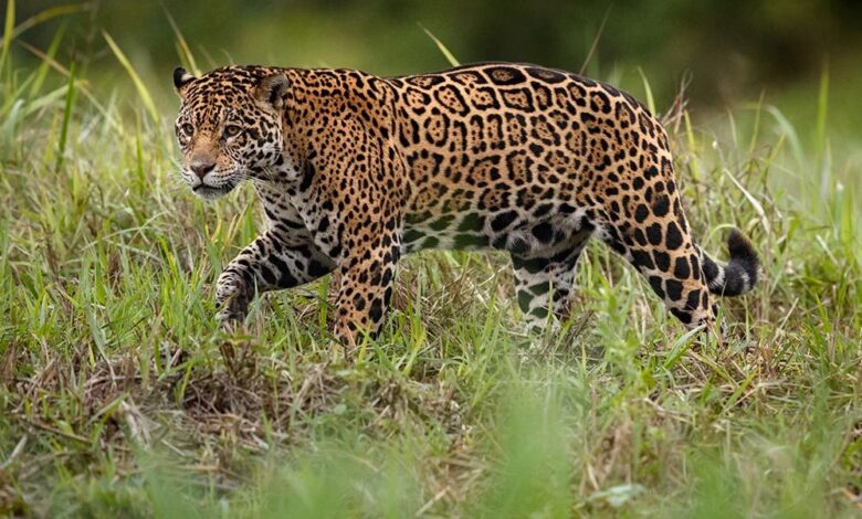 jaguar