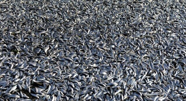sardinas