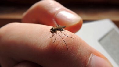 dengue