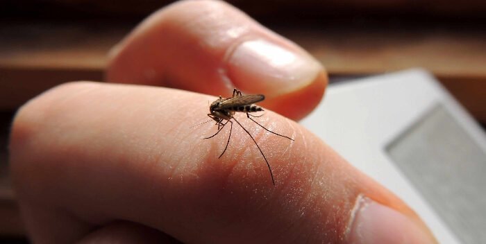 dengue