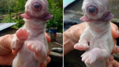 El extraño caso del perro que nace con un solo ojo, dos lenguas y sin nariz