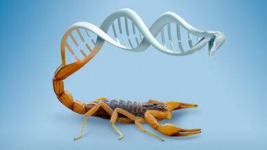 Un grupo de científicos de la Universidad Nacional Autónoma de México (UNAM) descubrió dentro del veneno de alacrán un antibiótico contra la tuberculosis, una enfermedad por la que cada día mueren 45.000 personas, informó este lunes la institución. De acuerdo con la información, los expertos del Instituto de Biotecnología aislaron, produjeron y patentaron dos compuestos capaces de combatir cepas de este padecimiento y al estafilococo dorado. Además, las sustancias son efectivas para inhibir el crecimiento de células cancerígenas sin causar daño a células del tejido pulmonar. En 2016, el Centro Nacional de Programas Preventivos y Control de Enfermedades (Cenaprece) reportó 2.569 muertes por tuberculosis en México, y 21.184 nuevos casos en todo el país. Veracruz, Baja California, Guerrero, Tamaulipas y Sonora son los estados más afectados. El tratamiento contra esta enfermedad dura aproximadamente seis meses, por lo que los pacientes lo abandonan. Debido a ello, los afectados generan cepas resistentes que requieren de mayor cantidad de antibióticos y extender la medicación hasta por cuatro años. Los nuevos compuestos universitarios pueden contribuir a resolver este problema, un paso importante desde el punto de vista de la salud pública. «El trabajo en laboratorio, con modelos biológicos, ya está hecho y funciona; ahora se requieren ensayos clínicos en humanos, y una farmacéutica que se interese puede hacer llegar este producto a la gente», subrayó el investigador Lourival Domingos Possani Postay. El primero de los compuestos descubiertos es de color rojo, y fue llamado 3,5- dimethoxy-2-(methylthio) cyclohexa-2,5-diene-1,4-dione, el cual se demostró es efectivo contra Staphylococcus aureus, bacterias causantes de infecciones en la piel, sepsis, endocarditis y neumonía. El segundo es de color azul y fue denominado 5-methoxy-2,3- bis (methylthio) cyclohexa-2,5-diene-1,4-dione, efectivo contra la micobacteria que causa tuberculosis. Ambos componentes son capaces de impedir el desarrollo de ciertos linajes de células neoplásicas, y son eficientes como antibióticos. El investigador explicó que debido a que la cantidad de compuesto que se puede obtener de alacranes vivos es muy pequeña, del orden de algunos microgramos, «era indispensable obtenerlos de forma química». Para sintetizarlos artificialmente se requirió del apoyo de posdoctorantes del laboratorio de Richard Zare, de la Universidad de Stanford, en California, donde determinaron la estructura de ambos antibióticos mediante espectroscopía de masas y por estudios de resonancia magnética nuclear. El titular del estudio precisó que debido a que ya tienen varios años trabajando en el antibiótico ya lograron obtener la patente.