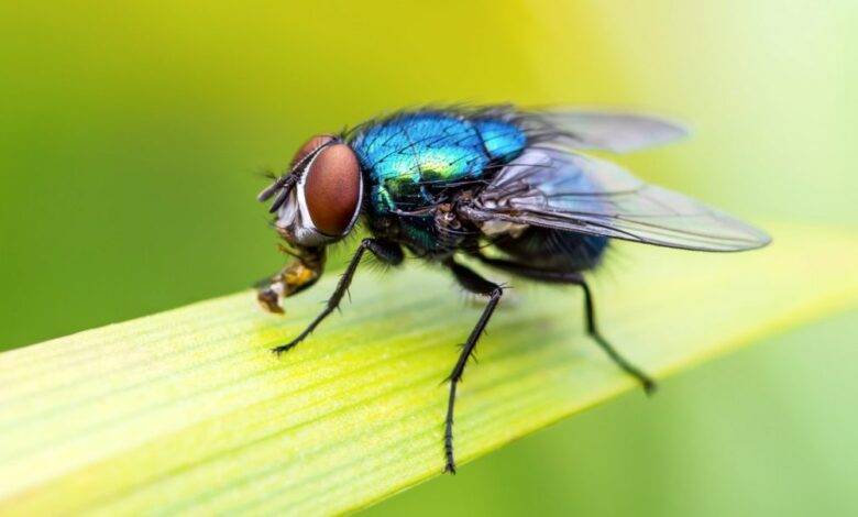 mosca