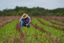 Gremio de agrónomos denuncia piratería en la venta de insumos