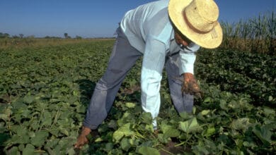 Federación Campesina Bolivariana se desmarca de invasiones y expropiaciones
