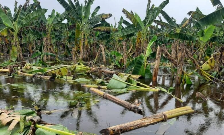 Productores plataneros del Zulia solicitaron ayuda ante desbordamiento de los ríos Chama y Mucujepe
