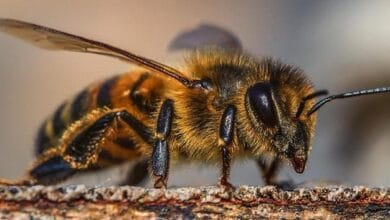 abeja