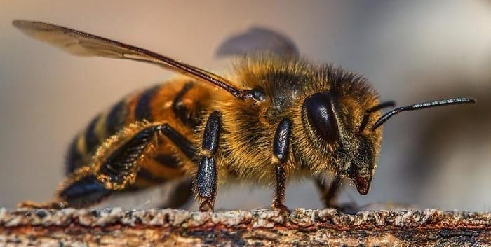 abeja