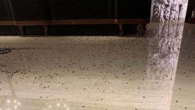 Atacan un restaurante arrojando más de 1.000 cucarachas en su interior