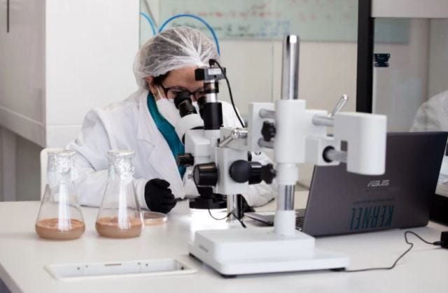 lab