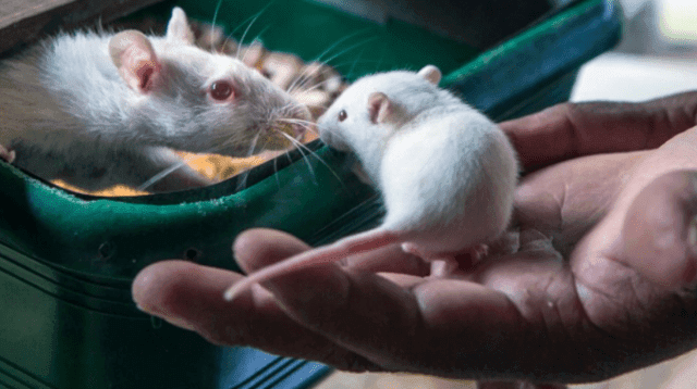 ratones