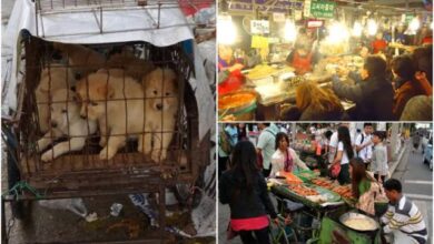 carne de perro corea