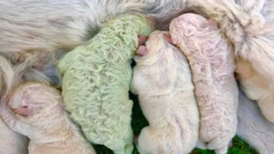 cachorro con dos cuerpos