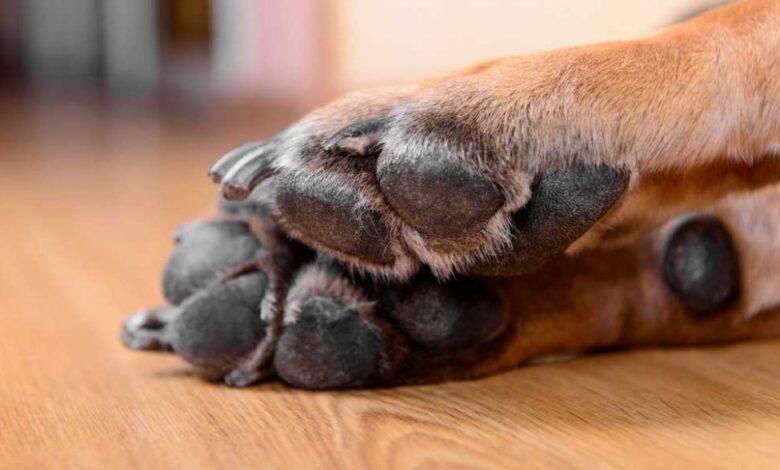 perro