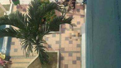 perro muerto en colombia