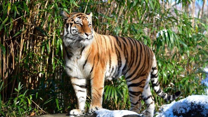 tigre