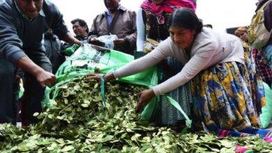 bolivia coca