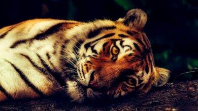 tigre