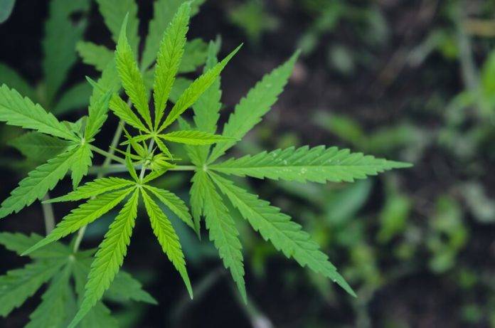 mata de droga