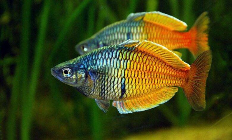 Pez arcoiris