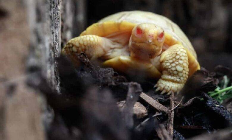 tortuga albina