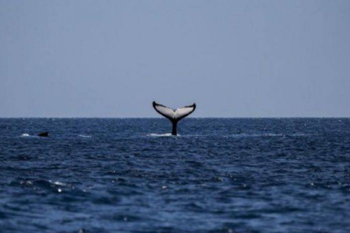 ballena