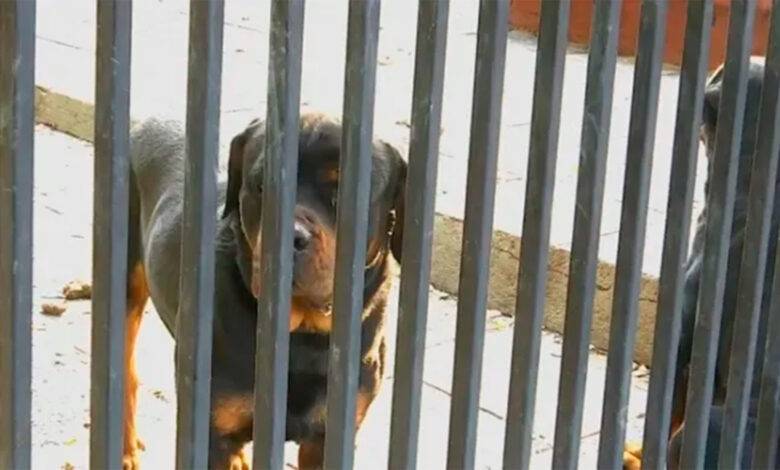 rottwailer