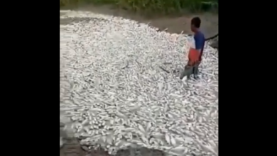 peces muertos